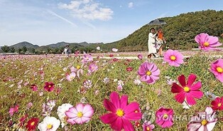 [픽! 임실] 코스모스 한들한들~, 가을 정취 만끽