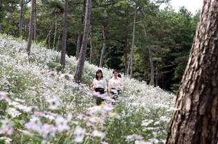 '구절초 군락지' 청정 강진 옴천면 산기슭에 활짝