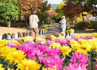 태안 국화로 물들다…27일부터 열흘간 축제