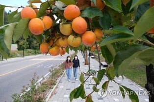 "도로변 감 몰래 따면 절도" 영동 명물 '감 가로수' 수난