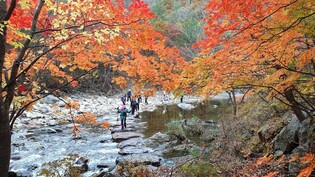 옛길의 향수와 단풍에 흠뻑…인제천리길 걷기 22∼23일 열려