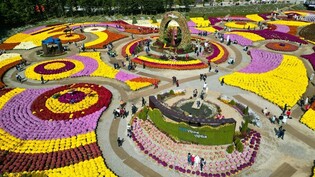 '꽃길만 걷자'…인제 가을꽃 축제 한 달간 25만명 찾아 성료