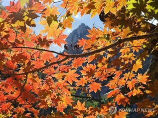 만산홍엽에 감탄 연발…단풍 절정 이룬 설악산에 인파 북적