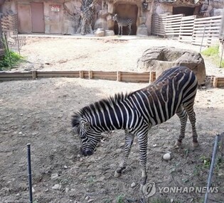 Half of animal deaths at Seoul zoo due to diseases or accidents