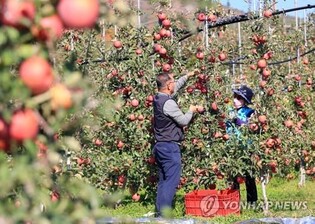 청정지역 사과 맛보자…밀양얼음골사과축제 내달 4일 개막
