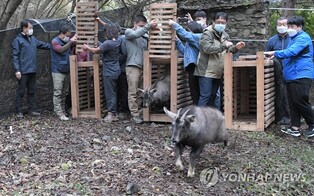 '잘 지내렴' 양구군, 천연기념물 산양 5마리 자연 방사