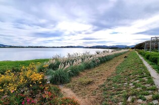 [픽! 김해] 서낙동강변이 남미 초원지대로 변신…이국적 가을정취