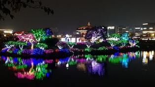 [픽! 서산] "중앙호수공원에 밤마다 밝은 단풍"…야간경관조명 점등