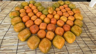 단감 맛도 모양도 가지가지…시배지 진영단감축제서 다 본다