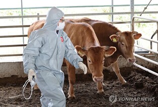(LEAD) Gov't to complete vaccination of cattle by Nov. 10 to contain lumpy skin disease