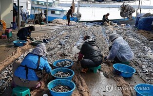 [현장] "그물이 터질 듯" 동해안 '겨울별미' 양미리 조업 시작