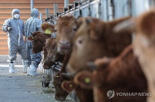 About 70 pct of cattle receive shots against lumpy skin disease