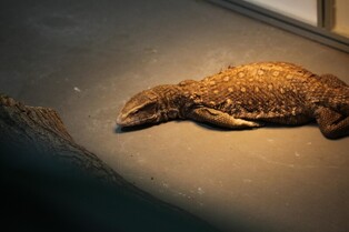 밀수에 유기에…2년만에 60% 포화된 멸종위기종 보호시설