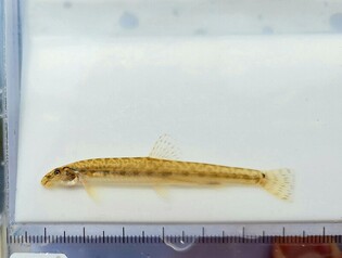 진천군, 미호강서 천연기념물 미호종개 17년만에 확인