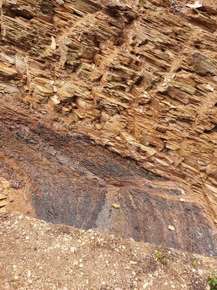 다양한 식물 화석이 층층이…포항 화석산지, 천연기념물 된다