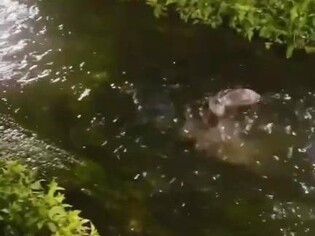 시흥 도심 생태하천 장현천서 수달 서식 첫 확인