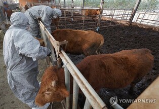 Cattle vaccination for lumpy skin disease nears completion