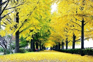 황금빛 물든 아산 곡교천 은행나무길, 가을 정취 '물씬'