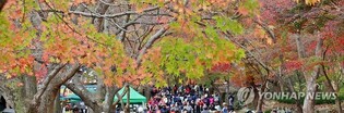 '붙잡고 싶은 가을'…초겨울 날씨에도 유명 산·관광지 '북적'