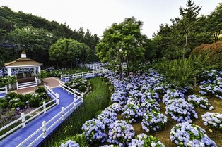 '정원 도시' 발돋움 울산 남구…시선·발길 머무는 곳곳 꽃 천지