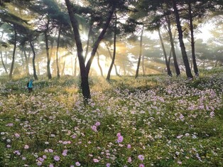 [여행honey] 계절의 정취 가득한 정읍 구절초지방정원