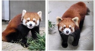 Seoul Grand Park receives 3 red pandas from Japan, Canada