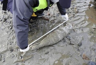 백령도서 죽은 새끼 점박이물범 발견…"서해 번식 가능성"