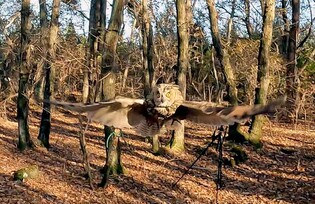 아파트 난간에 낀 천연기념물 칡부엉이 '치료 후 자연으로'