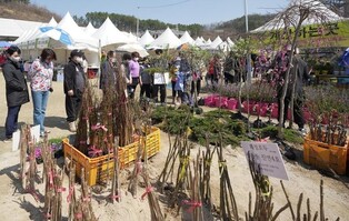 내년 옥천 묘목축제 3월29∼31일 연다