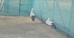 황새 폐사한 김해시 한 쌍 재입식 애지중지 "내년엔 부화 기대"