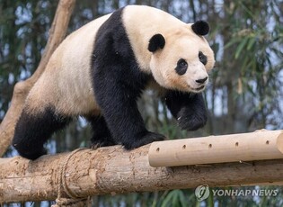 '판다가족과 추억 만들기'…에버랜드 '연말 스페셜 위크'