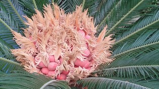 [픽! 청주] '행운의 꽃' 소철 암꽃 개화