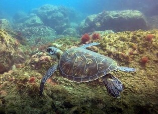 [다시! 제주문화] (75) '용왕 막내딸' 거북에 막걸리·돼지고기 대접