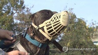 Permission policy to be implemented for raising fierce dogs