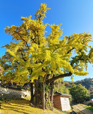 수령 642년 청양 봉암리 은행나무, 충청남도 문화유산 지정