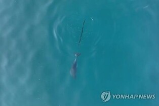 Efforts under way to rescue baby dolphin caught in waste net off Jeju