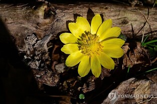 노란 꽃 피워 봄소식 전하는 한라산 '세복수초'