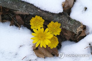 복수초 자생지 '동해 냉천공원' 힐링 쉼터 조성