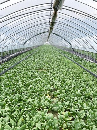 '전국 청경채 70% 생산' 용인서 9월 청경채 김치 경연대회 개최