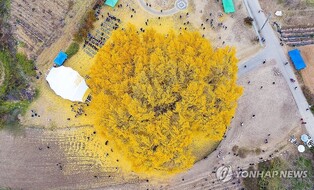 수령 900년 천연기념물 원주 반계리 은행나무 소방시설 구축