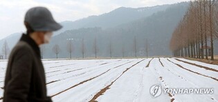 '하얀 이불' 부직포 덮고 봄 기다리는 창녕 유채꽃 단지