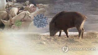 창원시, 성묘객 '고수레' 자제 당부…아프리카돼지열병 차단