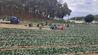 진도 시금치 '으뜸초' 본격 출하…"시장 반응 뜨거워"