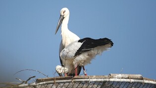 야생·인공증식 황새 부부 서산서 2년 연속 사랑의 결실
