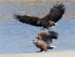 [유형재의 새록새록] 남대천 흰꼬리수리, 싸움인 줄 알았는데 사실은?