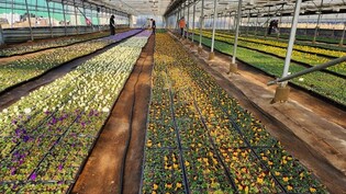 창원시, 진해군항제 맞춰 시내 곳곳 봄꽃 피운다…대형꽃탑 조성