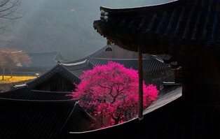 [여행소식] 올봄 꽃 나들이 서둘러야…화엄사 홍매화 2주 빨리 핀다