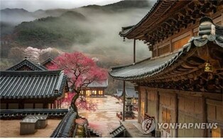 '빨리 찾아온 봄' 화엄사 홍매화·들매화 사진 콘테스트