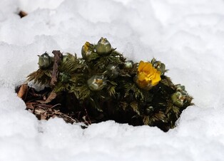 강릉은 겨울이면서 봄…동시에 핀 눈꽃과 봄꽃 '눈길'