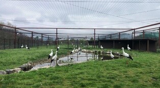 예산군 황새 복원사업 10년차…115마리 야생 방사